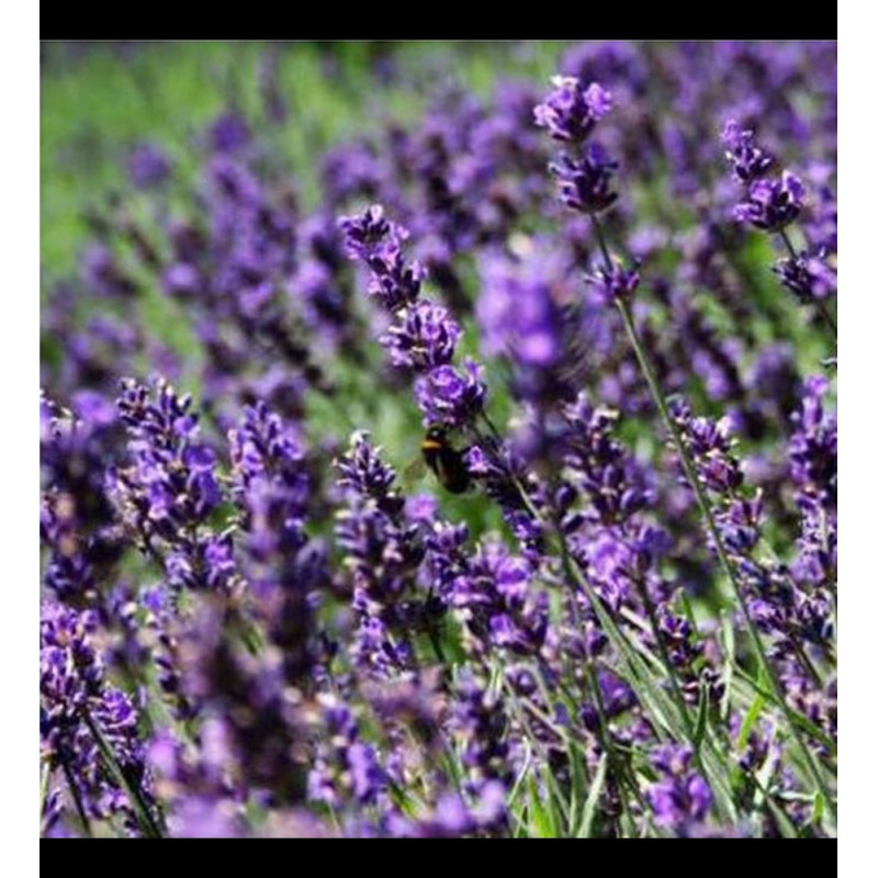 Bandeja De Plantin De Lavanda Inglesa Bandeja Plantines