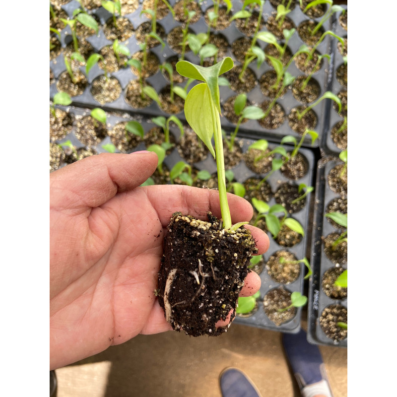 Plantin De Monstera Bandeja Alveolos