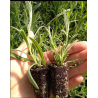 Plantin de Lavanda Inglesa