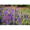 Plantin de Lavanda Inglesa