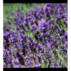 Plantin de Lavanda Inglesa
