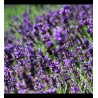 Plantin de Lavanda Inglesa
