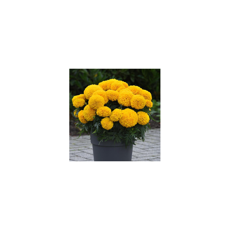 Plantin de  Caléndula africana dorada / Gold African Marigold
