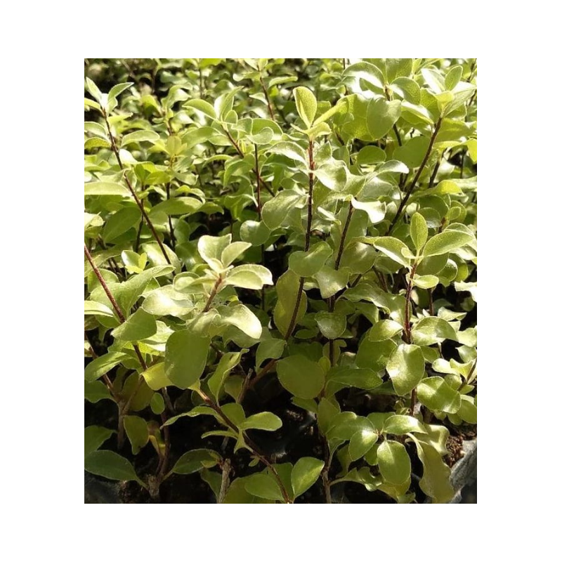 Plantin de Pitosporo Nigricans / Pittosporum nigricans