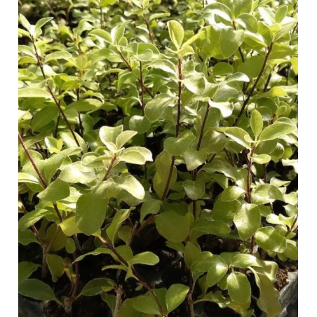 Plantin de Pitosporo Nigricans / Pittosporum nigricans