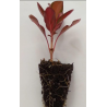 Plantin de Coprosma Rojo