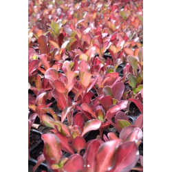 Plantin de Coprosma Rojo