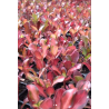 Plantin de Coprosma Rojo