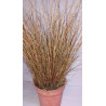 Planta Carex Bronce / Carex comans bronze