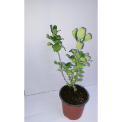 Planta Coprosma Verde