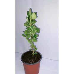 Planta Coprosma Verde