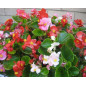 Plantin de Begonia Ambassador