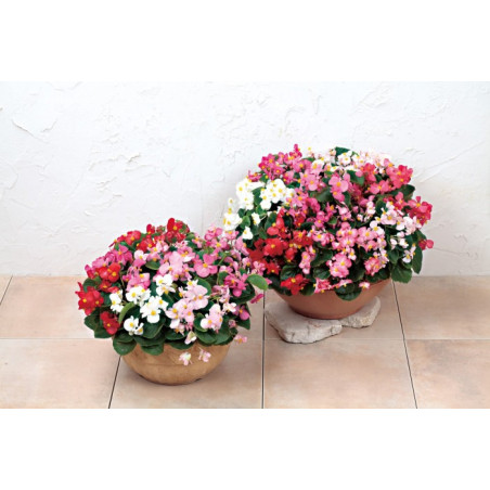 Plantin de Begonia Ambassador