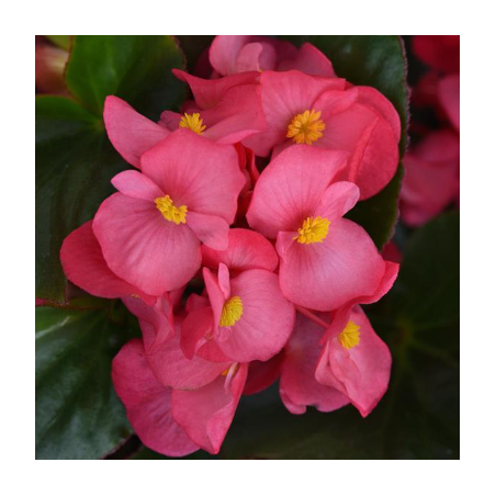 Plantin de Begonia MegaWatt Rose