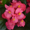 Plantin de Begonia MegaWatt Rose