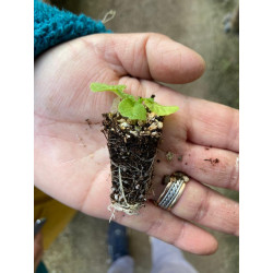 Plantin de Primula Danessa Mix
