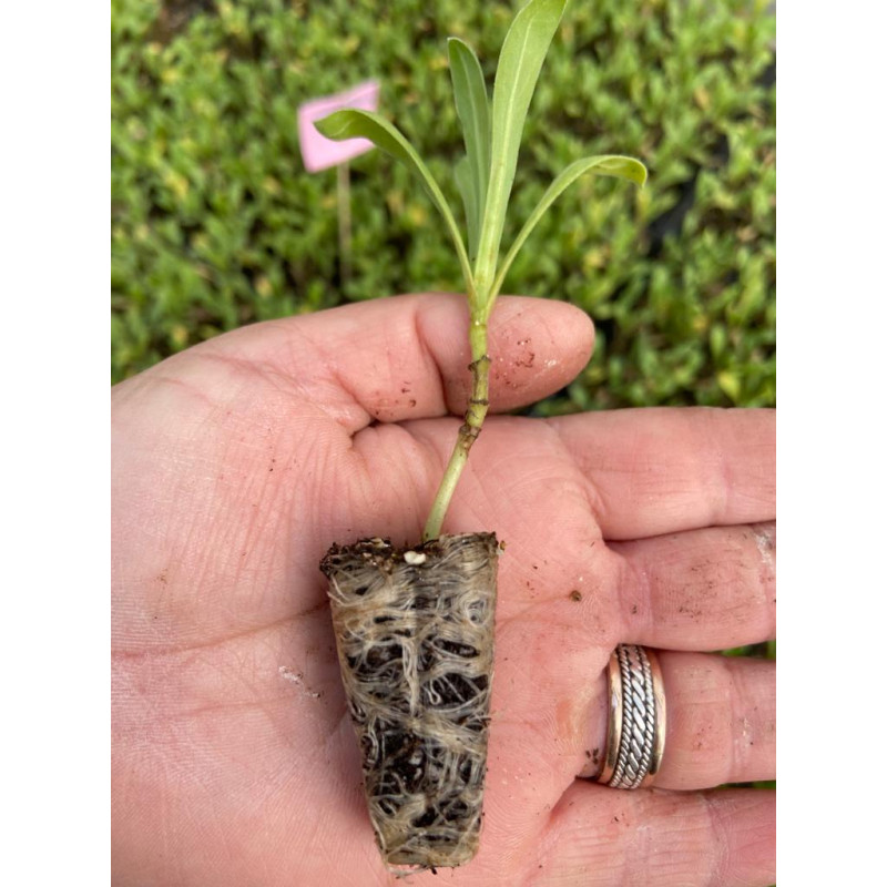 Plantin de Caléndula BonBon