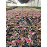 Plantin de  Hypoeste