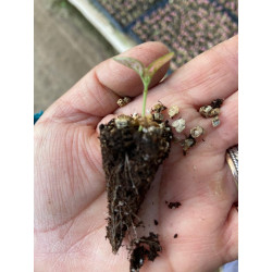 Plantin de  Hypoeste