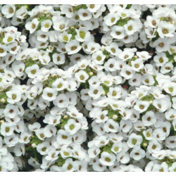 Plantin de Alyssum Blanco / Clear Crystal® White Alyssum