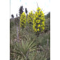 Plantin de Puya Chilensis / Chagual