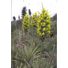 Plantin de Puya Chilensis / Chagual
