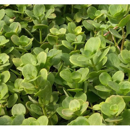 Plantin de Crassula Multicava