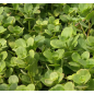 Plantin de Crassula Multicava Plantin de Crassula Multicava
