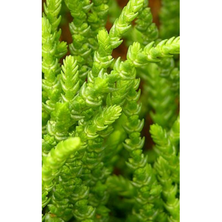 Plantin de Crassula Muscosa