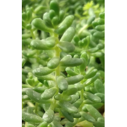 Plantin de Sedum Album