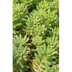 Plantin de Sedum Hispanicum