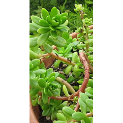 Plantin de Sedum Luteoviride
