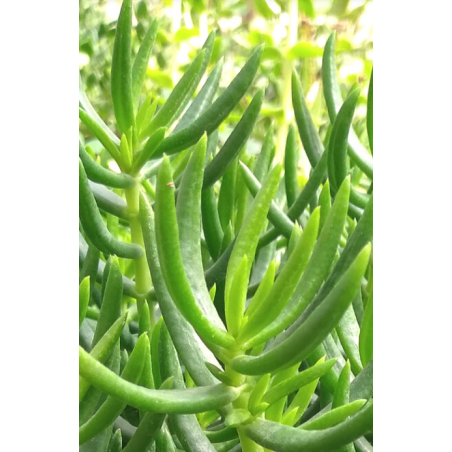 Plantin de Crassula Tetragona