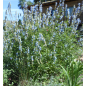Plantin de Salvia Uliginosa Plantin de Salvia Uliginosa