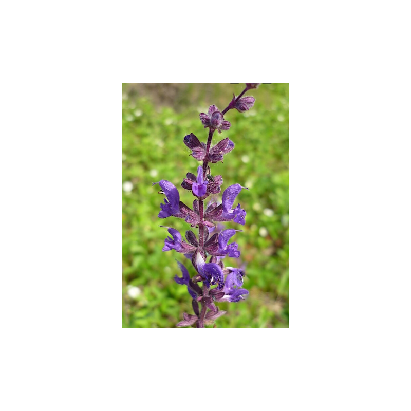 Plantin de Salvia Stepposa Azul