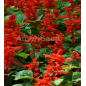 Plantin de Salvia Solar Red