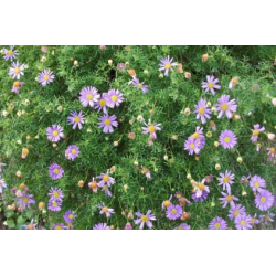 Plantin de Brachyscome / Brachycome