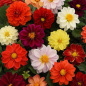Plantin de Dahlia Figaro Plantin de Dahlia Figaro