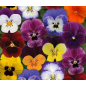 Plantin de Viola Sorbet Mix