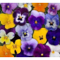 Plantin de Viola Sorbet Mix