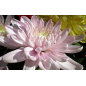 Plantin de Crisantemo / Chrysanthemum