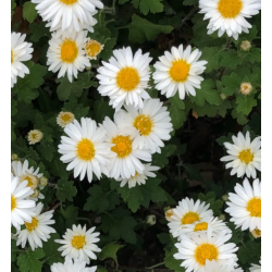 Plantin de Crisantemo / Chrysanthemum