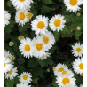 Plantin de Crisantemo / Chrysanthemum
