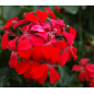 Plantin de Geranio Deep Red / Neon Rose