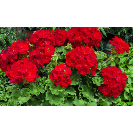 Plantin de Geranio Deep Red / Neon Rose