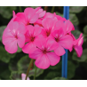 Plantin de Geranio