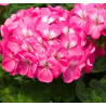 Plantin de Geranio