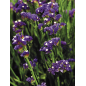Plantin de Statice Qis Blue Dark / Limonium Plantin de Statice Qis Blue Dark / Limonium