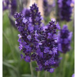 Lavanda Blue Spear