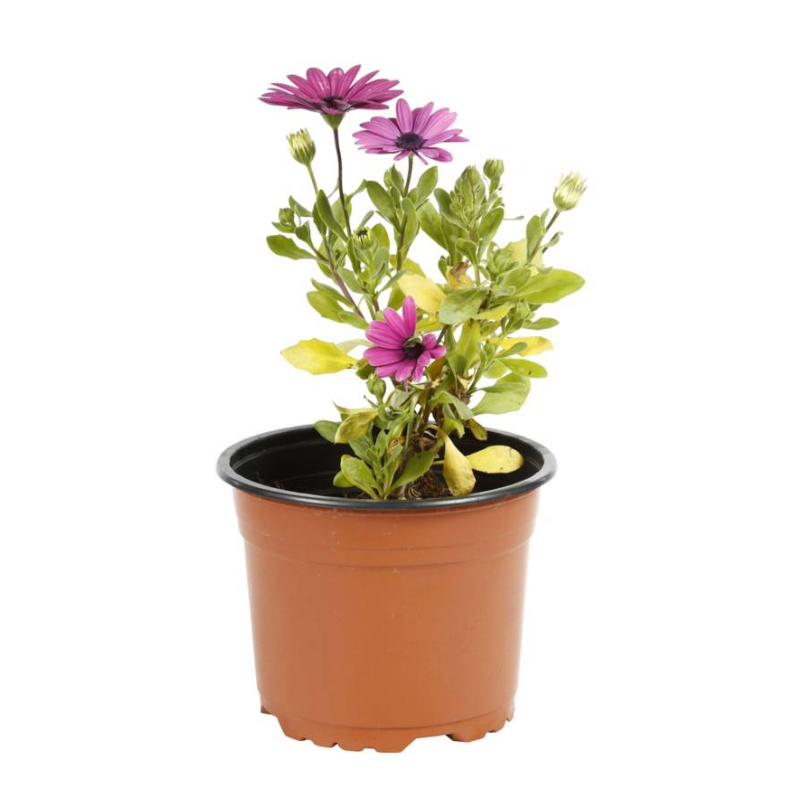 Osteospermum